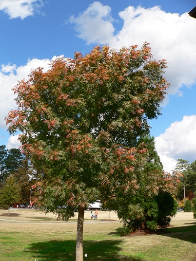 {Pistacia chinensis}